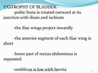 EXSTROPHY OF BLADDER:
-pubic bone is rotated outward at its
junction with ilium and ischium
-the iliac wings project inwardly
-the anterior segment of each iliac wing is
short
-lower part of rectus abdominus is
separated
-umblicus is low with hernia 41
Dept of Urology, GRH and KMC, Chennai.
 