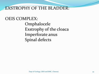 EXSTROPHY OF THE BLADDER:
OEIS COMPLEX:
Omphalocele
Exstrophy of the cloaca
Imperforate anus
Spinal defects
44
Dept of Urology, GRH and KMC, Chennai.
 