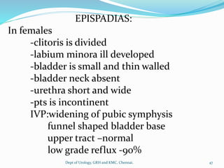 EPISPADIAS:
In females
-clitoris is divided
-labium minora ill developed
-bladder is small and thin walled
-bladder neck absent
-urethra short and wide
-pts is incontinent
IVP:widening of pubic symphysis
funnel shaped bladder base
upper tract –normal
low grade reflux -90%
47
Dept of Urology, GRH and KMC, Chennai.
 