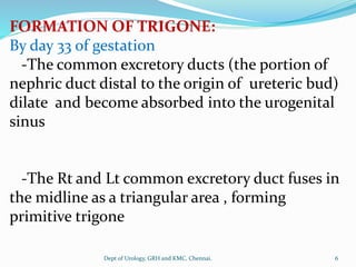 FORMATION OF TRIGONE:
By day 33 of gestation
-The common excretory ducts (the portion of
nephric duct distal to the origin of ureteric bud)
dilate and become absorbed into the urogenital
sinus
-The Rt and Lt common excretory duct fuses in
the midline as a triangular area , forming
primitive trigone
6
Dept of Urology, GRH and KMC, Chennai.
 