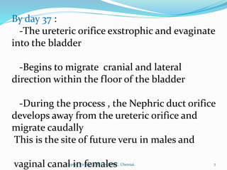 By day 37 :
-The ureteric orifice exstrophic and evaginate
into the bladder
-Begins to migrate cranial and lateral
direction within the floor of the bladder
-During the process , the Nephric duct orifice
develops away from the ureteric orifice and
migrate caudally
This is the site of future veru in males and
vaginal canal in females 7
Dept of Urology, GRH and KMC, Chennai.
 