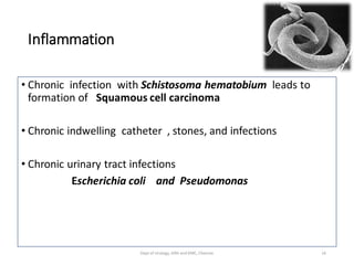 Inflammation
• Chronic infection with Schistosoma hematobium leads to
formation of Squamous cell carcinoma
• Chronic indwelling catheter , stones, and infections
• Chronic urinary tract infections
Escherichia coli and Pseudomonas
16
Dept of Urology, GRH and KMC, Chennai.
 