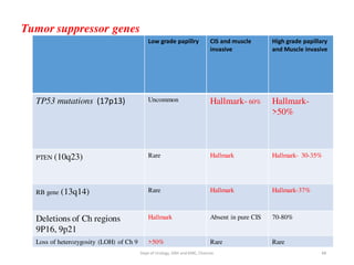 Tumor suppressor genes
Low grade papillry CIS and muscle
invasive
High grade papillary
and Muscle invasive
TP53 mutations (17p13) Uncommon Hallmark- 60% Hallmark-
>50%
PTEN (10q23) Rare Hallmark Hallmark- 30-35%
RB gene (13q14) Rare Hallmark Hallmark-37%
Deletions of Ch regions
9P16, 9p21
Hallmark Absent in pure CIS 70-80%
Loss of heterozygosity (LOH) of Ch 9 >50% Rare Rare
48
Dept of Urology, GRH and KMC, Chennai.
 