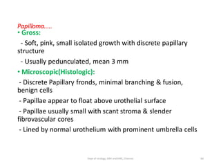 Papilloma.....
• Gross:
- Soft, pink, small isolated growth with discrete papillary
structure
- Usually pedunculated, mean 3 mm
• Microscopic(Histologic):
- Discrete Papillary fronds, minimal branching & fusion,
benign cells
- Papillae appear to float above urothelial surface
- Papillae usually small with scant stroma & slender
fibrovascular cores
- Lined by normal urothelium with prominent umbrella cells
66
Dept of Urology, GRH and KMC, Chennai.
 