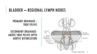 BLADDER – REGIONAL LYMPH NODES
PRIMARY DRAINAGE -
TRUE PELVIS
SECONDARY DRAINAGE-
ABOVE TRUE PELVIS UPTO
AORTIC BIFURCATION
10
DEPT OF UROLOGY, GRH AND KMC, CHENNAI.
 
