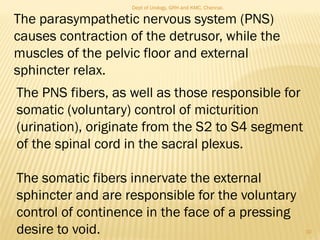 The PNS fibers, as well as those responsible for
somatic (voluntary) control of micturition
(urination), originate from the S2 to S4 segment
of the spinal cord in the sacral plexus.
The somatic fibers innervate the external
sphincter and are responsible for the voluntary
control of continence in the face of a pressing
desire to void.
The parasympathetic nervous system (PNS)
causes contraction of the detrusor, while the
muscles of the pelvic floor and external
sphincter relax.
10
Dept of Urology, GRH and KMC, Chennai.
 