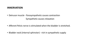 Anatomy & embryology of urinary bladder | PPTX