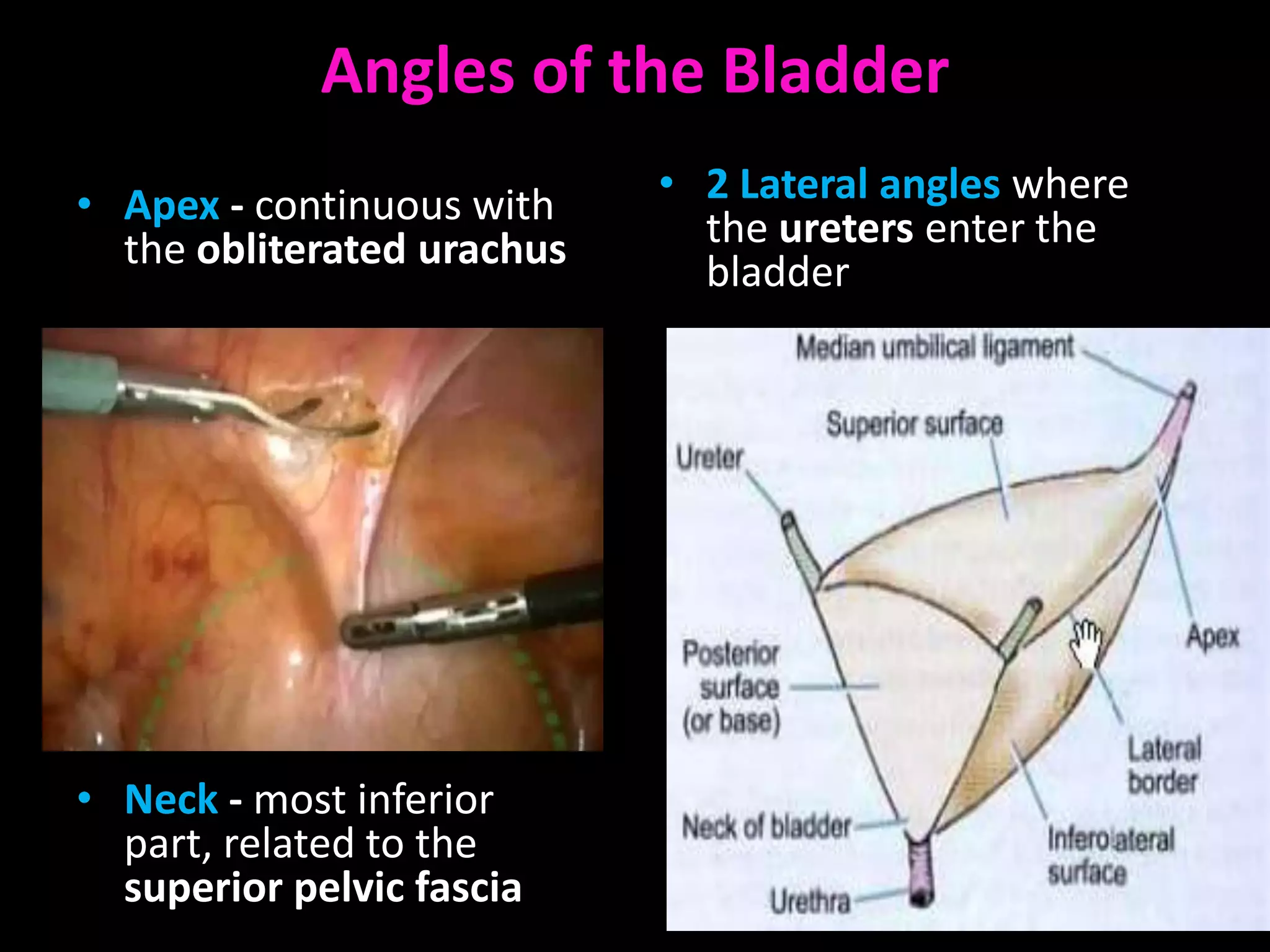 Angles of the Bladder
• Apex - continuous with    • 2 Lateral angles where
  the obliterated urachus     the ureters enter the
                              bladder




• Neck - most inferior
  part, related to the
  superior pelvic fascia
 