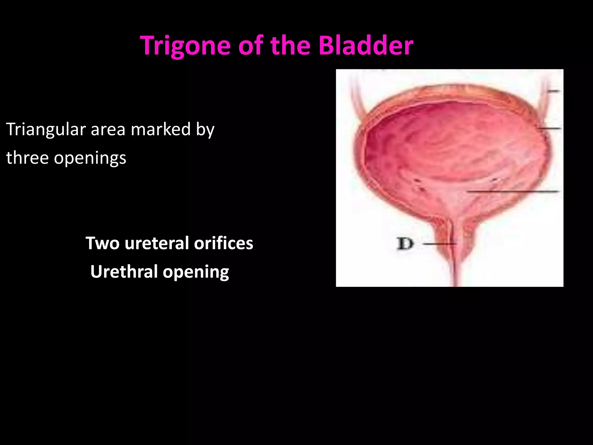 Trigone of the Bladder

Triangular area marked by
three openings



         Two ureteral orifices
         Urethral opening
 