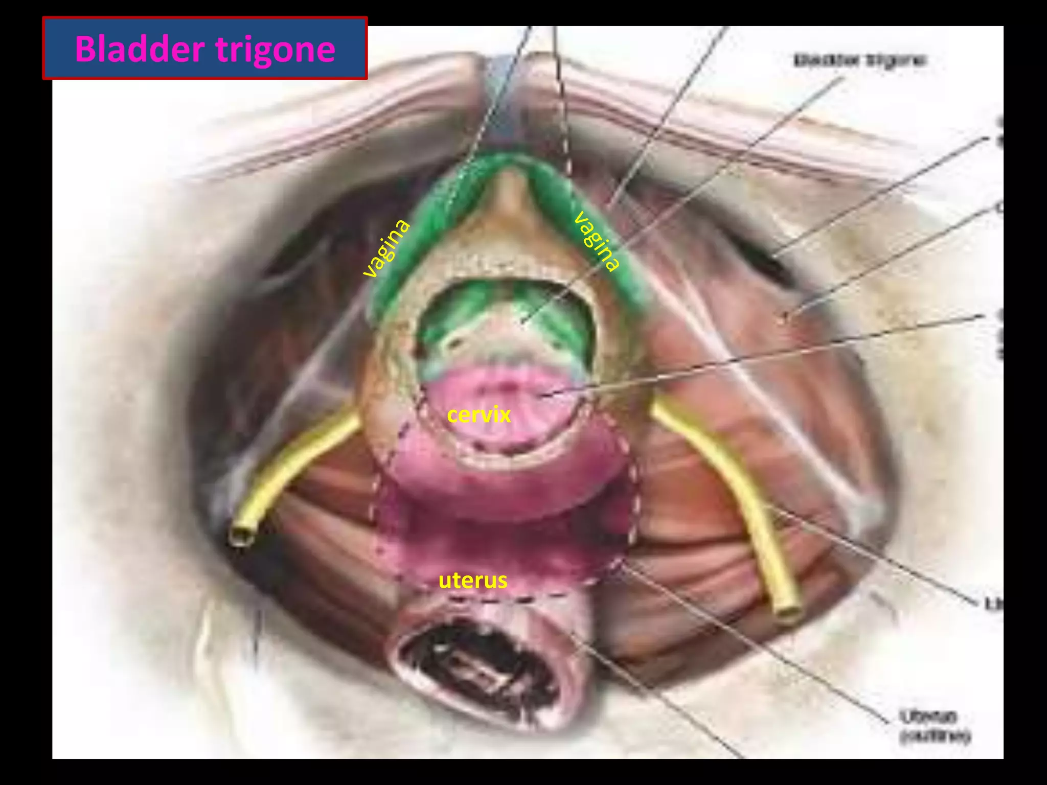 Bladder trigone




                  cervix




                  uterus
 