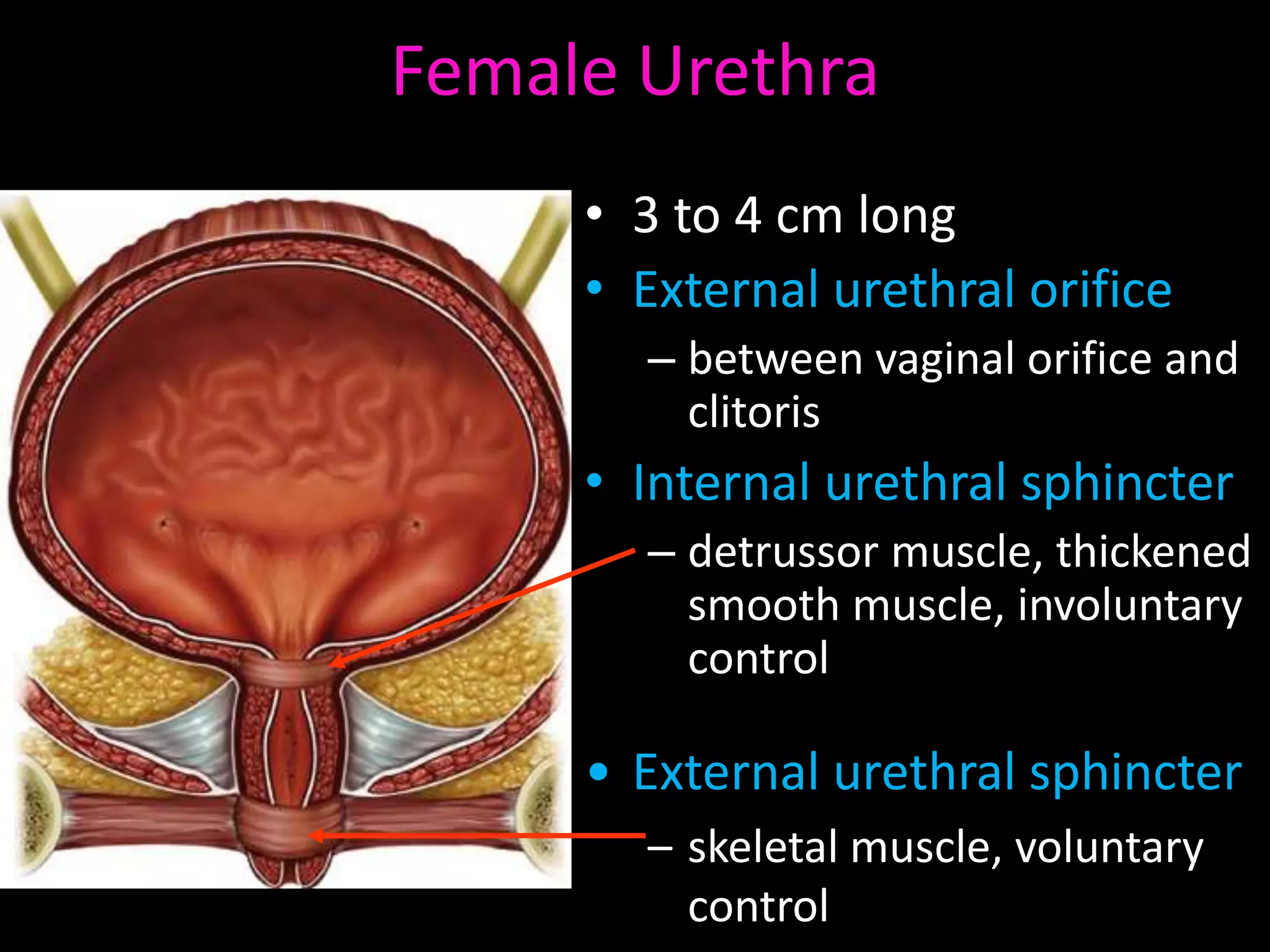 Female Urethra
     • 3 to 4 cm long
     • External urethral orifice
       – between vaginal orifice and
         clitoris
     • Internal urethral sphincter
       – detrussor muscle, thickened
         smooth muscle, involuntary
         control

     • External urethral sphincter
       – skeletal muscle, voluntary
         control
 