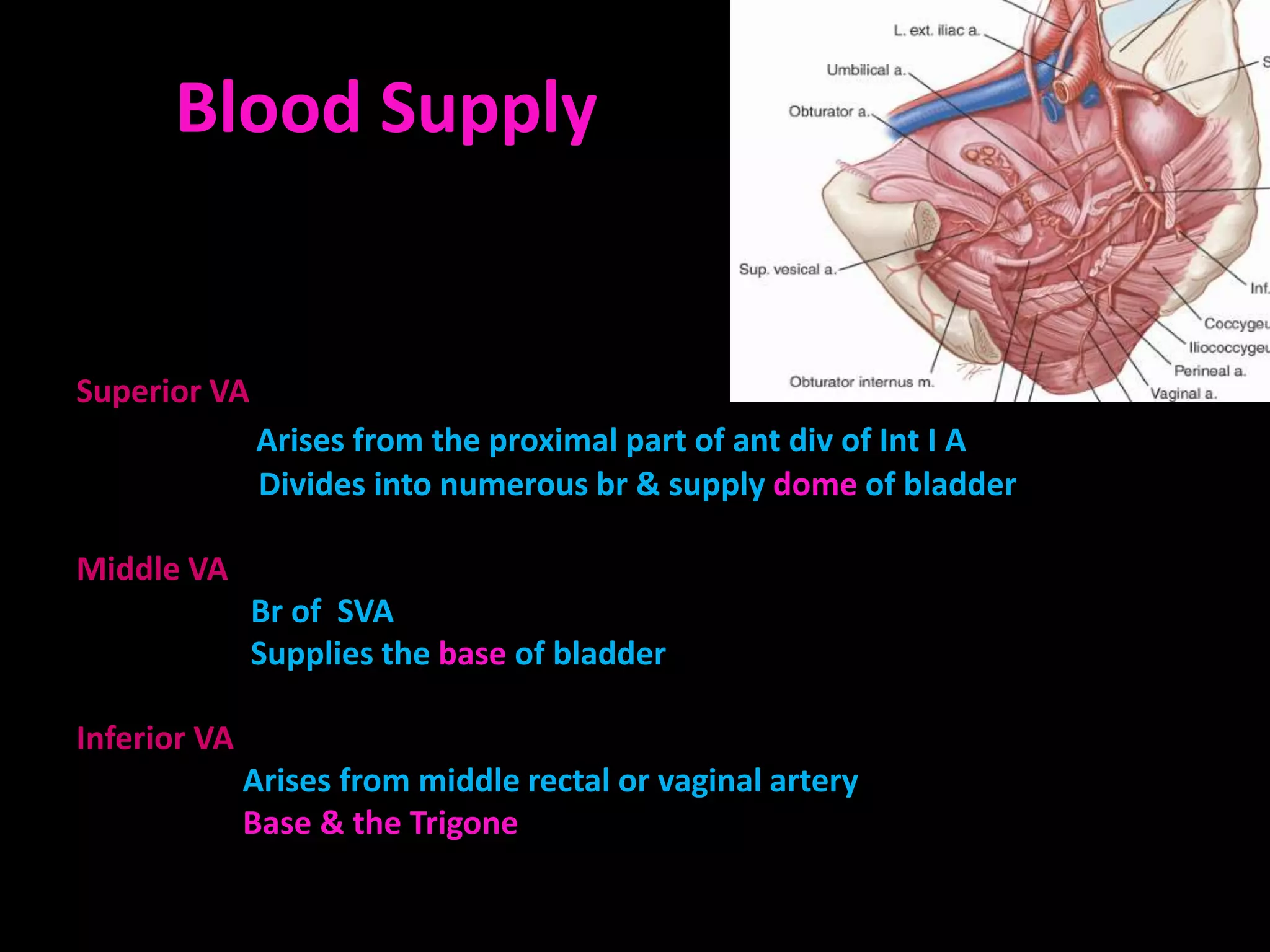 Blood Supply

        Vesical arteries

Superior VA
              Arises from the proximal part of ant div of Int I A
              Divides into numerous br & supply dome of bladder

Middle VA
              Br of SVA
              Supplies the base of bladder

Inferior VA
              Arises from middle rectal or vaginal artery
              Base & the Trigone
 