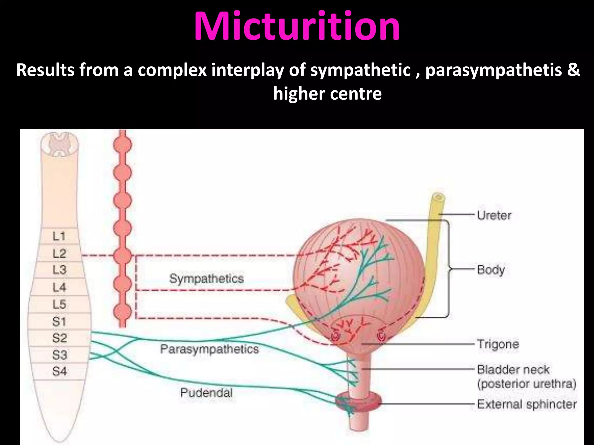 Micturition
Results from a complex interplay of sympathetic , parasympathetis &
                               higher centre
 