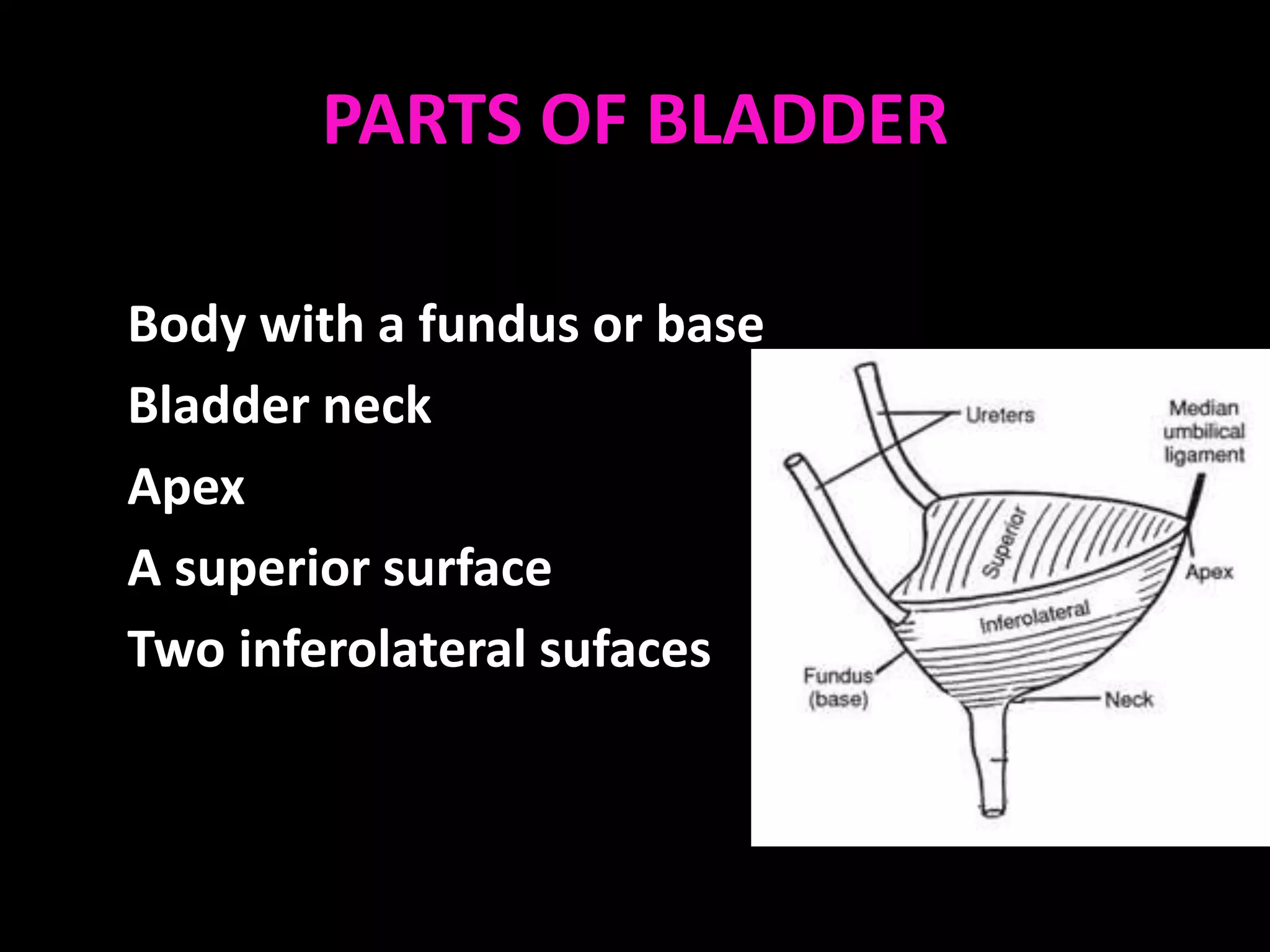 PARTS OF BLADDER

Body with a fundus or base
Bladder neck
Apex
A superior surface
Two inferolateral sufaces
 