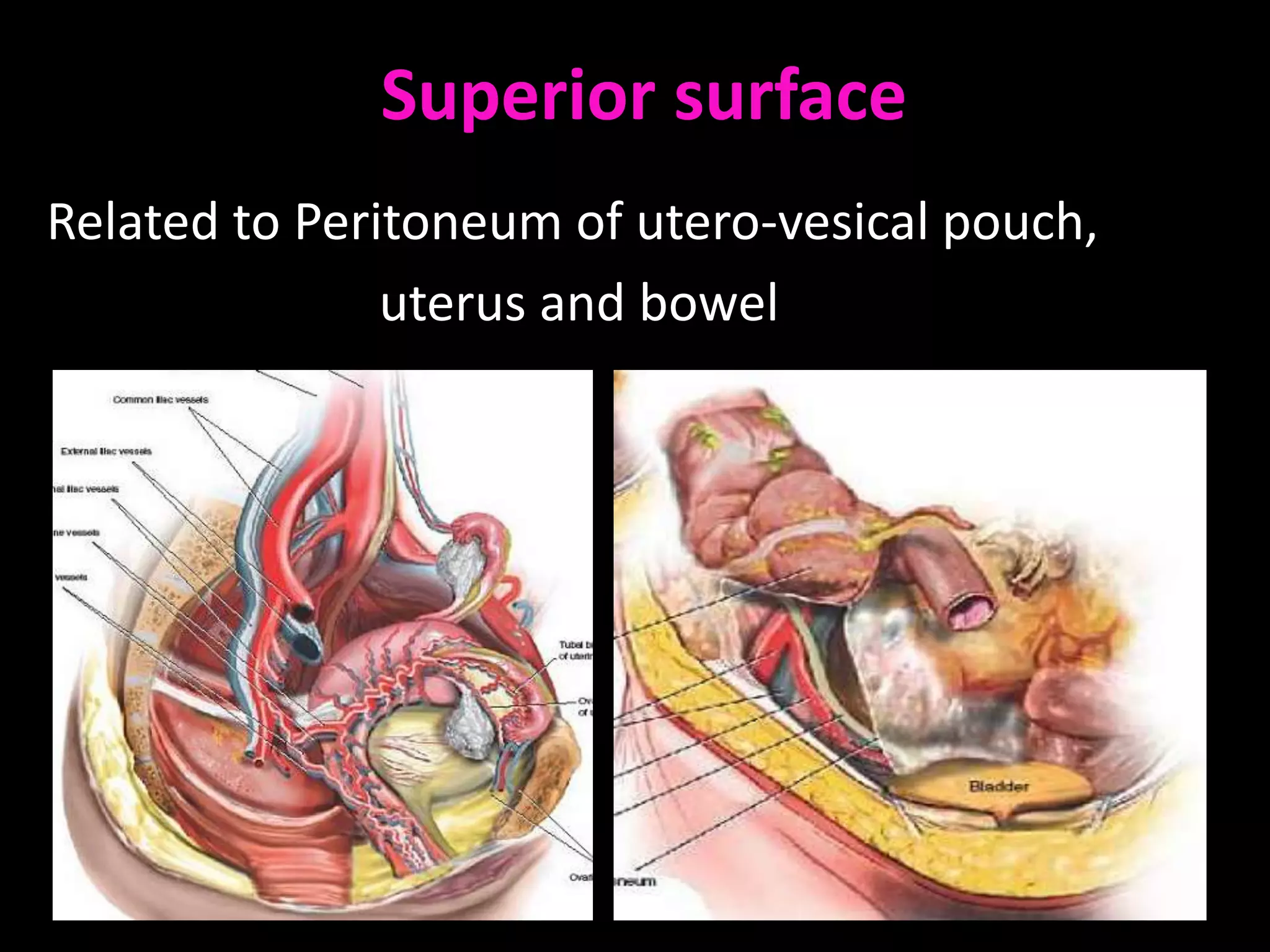 Superior surface
Related to Peritoneum of utero-vesical pouch,
               uterus and bowel
 