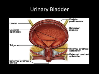 Urinary Bladder
 