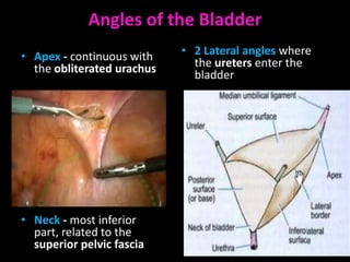Angles of the Bladder
• Apex - continuous with    • 2 Lateral angles where
  the obliterated urachus     the ureters enter the
                              bladder




• Neck - most inferior
  part, related to the
  superior pelvic fascia
 