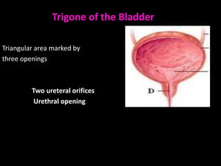 Trigone of the Bladder

Triangular area marked by
three openings



         Two ureteral orifices
         Urethral opening
 