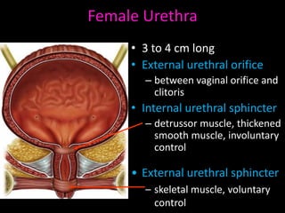 Female Urethra
     • 3 to 4 cm long
     • External urethral orifice
       – between vaginal orifice and
         clitoris
     • Internal urethral sphincter
       – detrussor muscle, thickened
         smooth muscle, involuntary
         control

     • External urethral sphincter
       – skeletal muscle, voluntary
         control
 