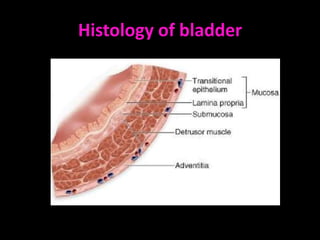 Histology of bladder
 