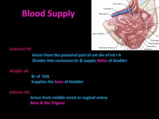 Blood Supply

        Vesical arteries

Superior VA
              Arises from the proximal part of ant div of Int I A
              Divides into numerous br & supply dome of bladder

Middle VA
              Br of SVA
              Supplies the base of bladder

Inferior VA
              Arises from middle rectal or vaginal artery
              Base & the Trigone
 