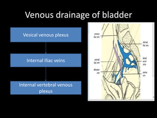 Venous drainage of bladder
 Vesical venous plexus



   Internal Iliac veins



Internal vertebral venous
          plexus
 