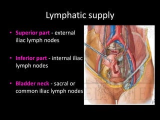 Lymphatic supply
• Superior part - external
  iliac lymph nodes

• Inferior part - internal iliac
  lymph nodes

• Bladder neck - sacral or
  common iliac lymph nodes
 