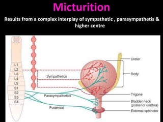 Micturition
Results from a complex interplay of sympathetic , parasympathetis &
                               higher centre
 