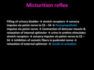 Micturition reflex

Filling of urinary bladder → stretch receptors → sensory
impulse via pelvic nerve to S2 – S4 → Parasympathetic
impulse via pelvic nerve → Contraction of detrusor muscle &
relaxation of internal sphincter → urine in urethra stimulates
stretch receptors → sensory impulse via pelvic nerve to S2 –
S4 → inhibition of somatic fibers in pudendal nerve →
relaxation of external sphincter → results in urination
 
