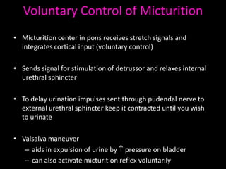 Voluntary Control of Micturition
• Micturition center in pons receives stretch signals and
  integrates cortical input (voluntary control)

• Sends signal for stimulation of detrussor and relaxes internal
  urethral sphincter

• To delay urination impulses sent through pudendal nerve to
  external urethral sphincter keep it contracted until you wish
  to urinate

• Valsalva maneuver
   – aids in expulsion of urine by pressure on bladder
   – can also activate micturition reflex voluntarily
 