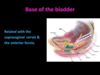 Base of the bladder


Related with the
supravaginal cervix &
the anterior fornix.
 