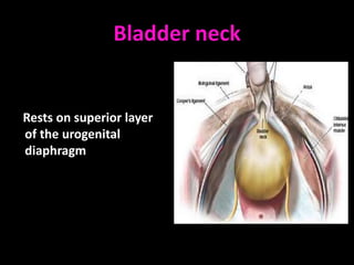 Bladder neck


Rests on superior layer
of the urogenital
diaphragm
 