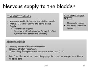 Nervous supply to the bladder
JMJ 12
PARASYMPATHETIC
NERVES
• Main motor supply
• Via pelvic splanchnic
nerves
SYMPATHETIC NERVES
• Vasomotor and inhibitory to the bladder muscle
• From L1-2 via hypogastric and pelvic plexus
• Supply
• Superficial trigonal
• Internal urethral sphincter (prevent reflux
ejaculation of semen into bladder)
SENSORY NERVES
• Sensory nerves of bladder distention,
• (bladder stretch receptors),
• Travel along, Parasympathetic nerves to spinal cord (s1-2)
• Pain from bladder stone travel along sympathetic and parasympathetic fibers
to spinal cord
 