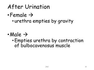 After Urination
•Female 
•urethra empties by gravity
•Male 
•Empties urethra by contraction
of bulbocavenosus muscle
JMJ 18
 