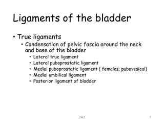 Ligaments of the bladder
• True ligaments
• Condensation of pelvic fascia around the neck
and base of the bladder
• Lateral true ligament
• Lateral puboprostatic ligament
• Medial puboprostatic ligament ( females; pubovesical)
• Medial umbilical ligament
• Posterior ligament of bladder
JMJ 7
 