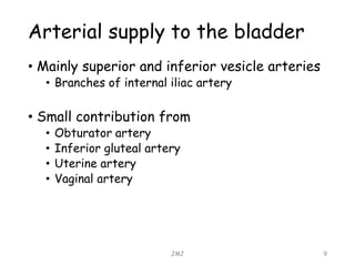 Arterial supply to the bladder
• Mainly superior and inferior vesicle arteries
• Branches of internal iliac artery
• Small contribution from
• Obturator artery
• Inferior gluteal artery
• Uterine artery
• Vaginal artery
JMJ 9
 