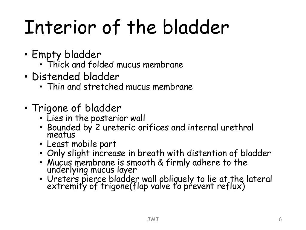 Bladder Anatomy and Bladder Outlet Obstruction