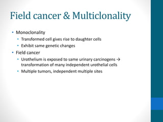 Field cancer & Multiclonality
• Monoclonality
• Transformed cell gives rise to daughter cells
• Exhibit same genetic changes
• Field cancer
• Urothelium is exposed to same urinary carcinogens →
transformation of many independent urothelial cells
• Multiple tumors, independent multiple sites
 