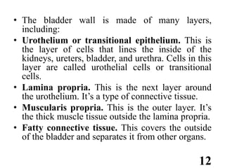 Bladder cancer.pptx