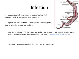 Infection
• squamous cell carcinoma in patients chronically
infected with Schistosoma haematobium.
• a possible link between human papillomavirus (HPV)
and urothelial cancer formation.
• HPV encodes two oncoproteins, E6 and E7. E6 interacts with TP53, which has a
role in bladder cancer progression and formation (Westenend et al, 2001).
• Potential carcinogens were produced with chronic UTI.
 