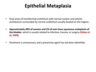Epithelial Metaplasia
• focal areas of transformed urothelium with normal nuclear and cellular
architecture surrounded by normal urothelium usually located on the trigone.
• Approximately 40% of women and 5% of men have squamous metaplasia of
the bladder, which is usually related to infection, trauma, or surgery (Ozbey et
al, 1999).
• Treatment is unnecessary, and a preventive agent has not been identified.
 
