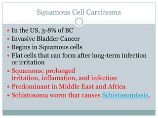 Squamous Cell CarcinomaIn the US, 3-8% of BCInvasive Bladder CancerBegins in Squamous cellsFlat cells that can form after long-term infection or irritationSquamous: prolonged irritation, inflamation, and infectionPredominant in Middle East and AfricaSchistosoma worm that causes Schistosomiasis,