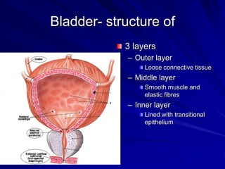 Bladder- structure of
3 layers
– Outer layer
Loose connective tissue

– Middle layer
Smooth muscle and
elastic fibres

– Inner layer
Lined with transitional
epithelium

 