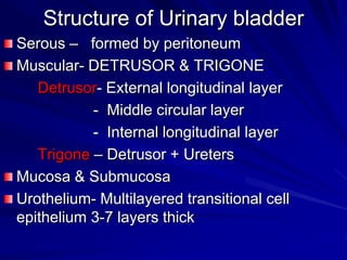 Structure of Urinary bladder
Serous – formed by peritoneum
Muscular- DETRUSOR & TRIGONE
Detrusor- External longitudinal layer
- Middle circular layer
- Internal longitudinal layer
Trigone – Detrusor + Ureters
Mucosa & Submucosa
Urothelium- Multilayered transitional cell
epithelium 3-7 layers thick

 