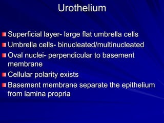 Urothelium
Superficial layer- large flat umbrella cells
Umbrella cells- binucleated/multinucleated
Oval nuclei- perpendicular to basement
membrane
Cellular polarity exists
Basement membrane separate the epithelium
from lamina propria

 