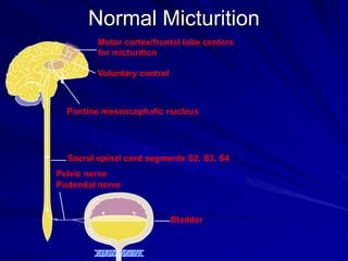 Normal Micturition
Motor cortex/frontal lobe centers
for micturition
Voluntary control

Pontine mesencephalic nucleus

Sacral spinal cord segments S2, S3, S4
Pelvic nerve
Pudendal nerve

Bladder

 