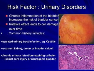 Risk Factor : Urinary Disorders
Chronic inflammation of the bladder
increases the risk of bladder cancer
Irritative effect leads to cell damage


over time
Common history includes:

repeated urinary tract infection, eg. Cystitis
recurrent kidney, ureter or bladder calculi
chronic urinary retention requiring catheter
(spinal cord injury or neurogenic bladder)

 