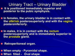Urinary Tract – Urinary Bladder
It is positioned immediately superior and
posterior to the pubic symphysis.

In females, the urinary bladder is in contact with
the uterus posterosuperiorly and with the vagina
posteroinferiorly.
In males, it is in contact with the rectum
posterosuperiorly and is immediately superior to
the prostate gland.
Retroperitoneal organ.
When empty - Pyramidal shape.
When filled - Oval shape.

1

 