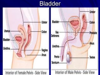 Bladder

 