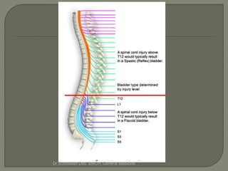 Bladder dysfunction in different neurological diseases | PPTX